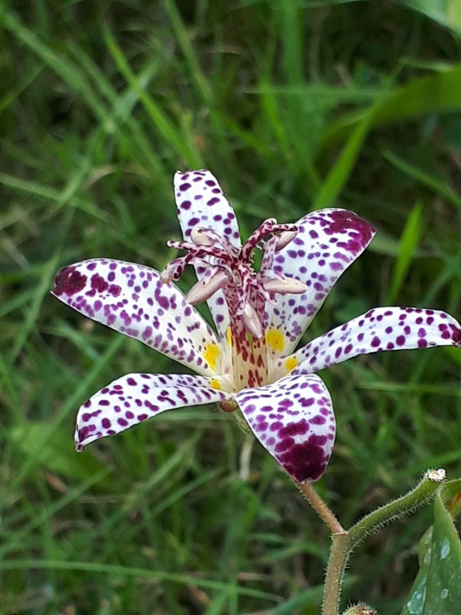 Трициртис коротковолосистый