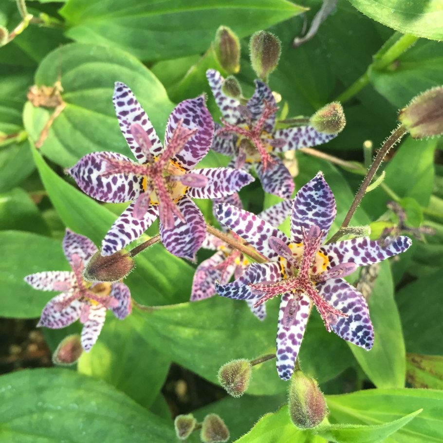 Трициртис коротковолосистый (Tricyrtis hirta)