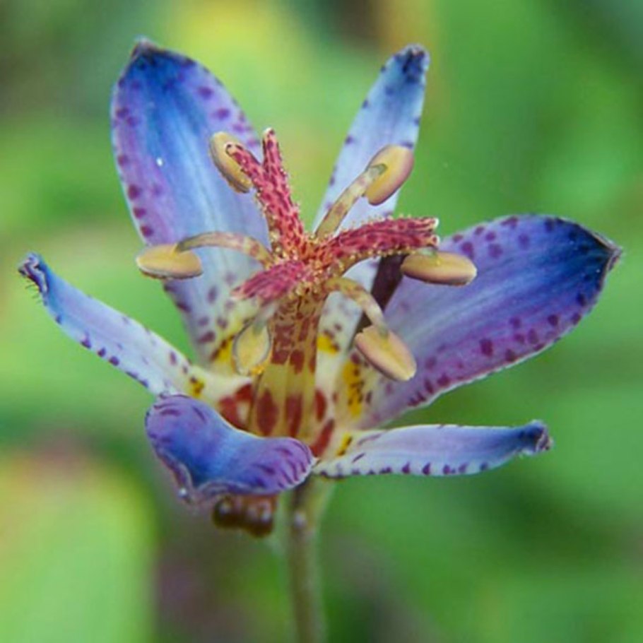 Трициртис растение