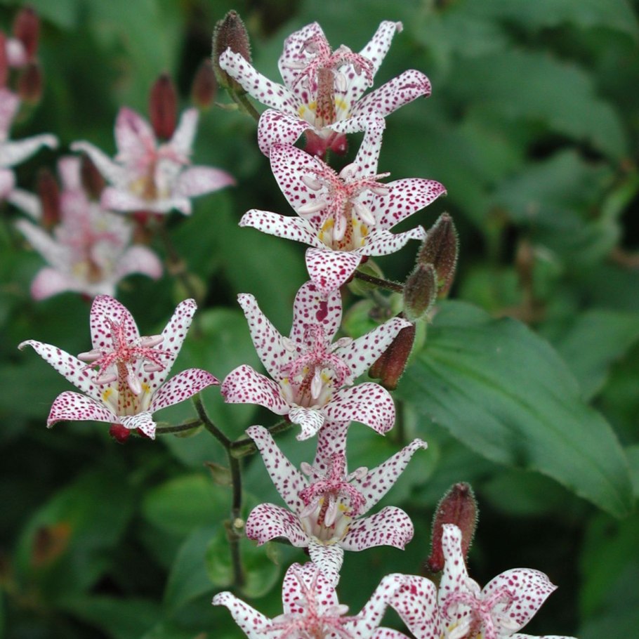 Трициртис Хирта