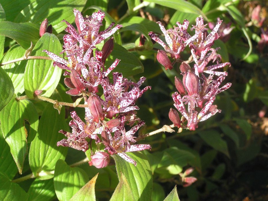 Tricyrtis latifolia
