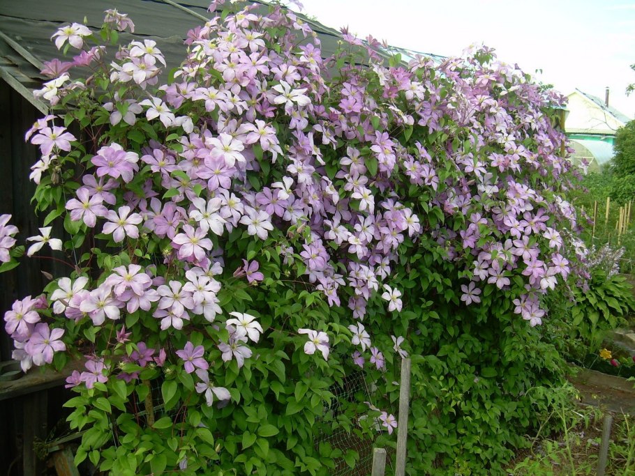 Клематис Транквилити