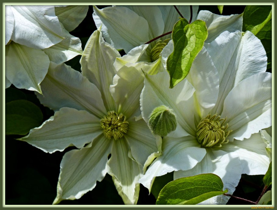 Клематис эмейзинг КИБО