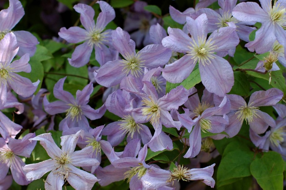 Клематис Ломонос мелкоцветковый