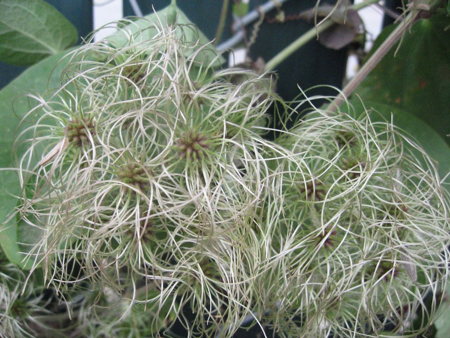 Clematis ligusticifolia