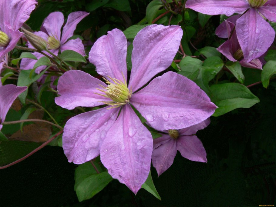 Клематис Лоусониана