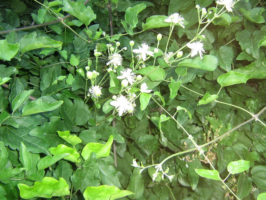 Клематис Ломонос Clematis flammula