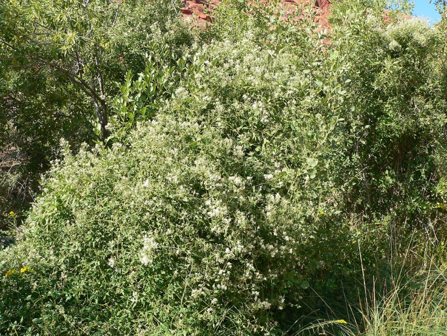 Clematis ligusticifolia