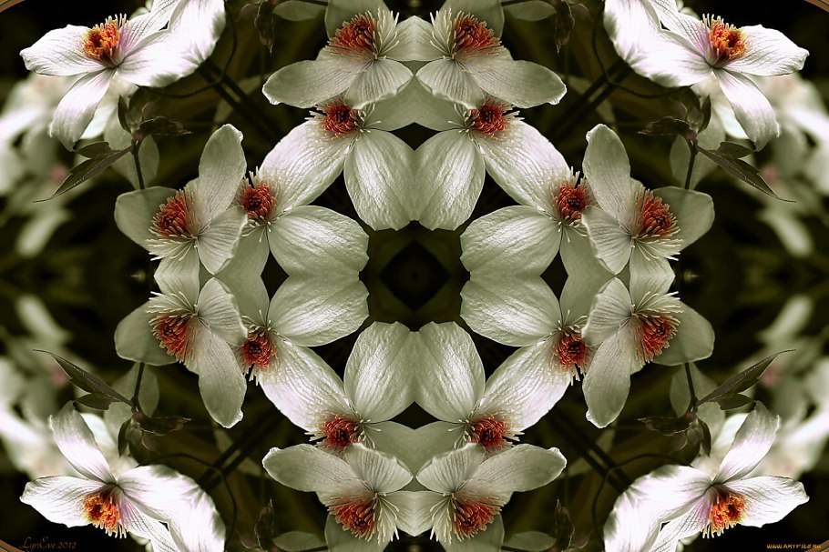 Клематис glaucophylla