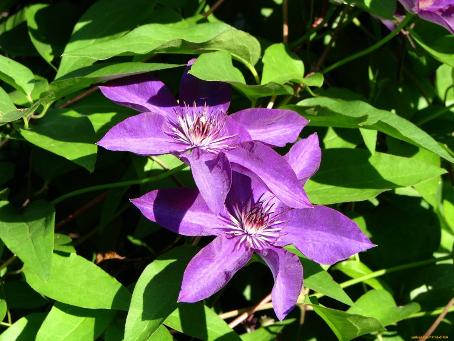 Клематис (сорт 'Isabella