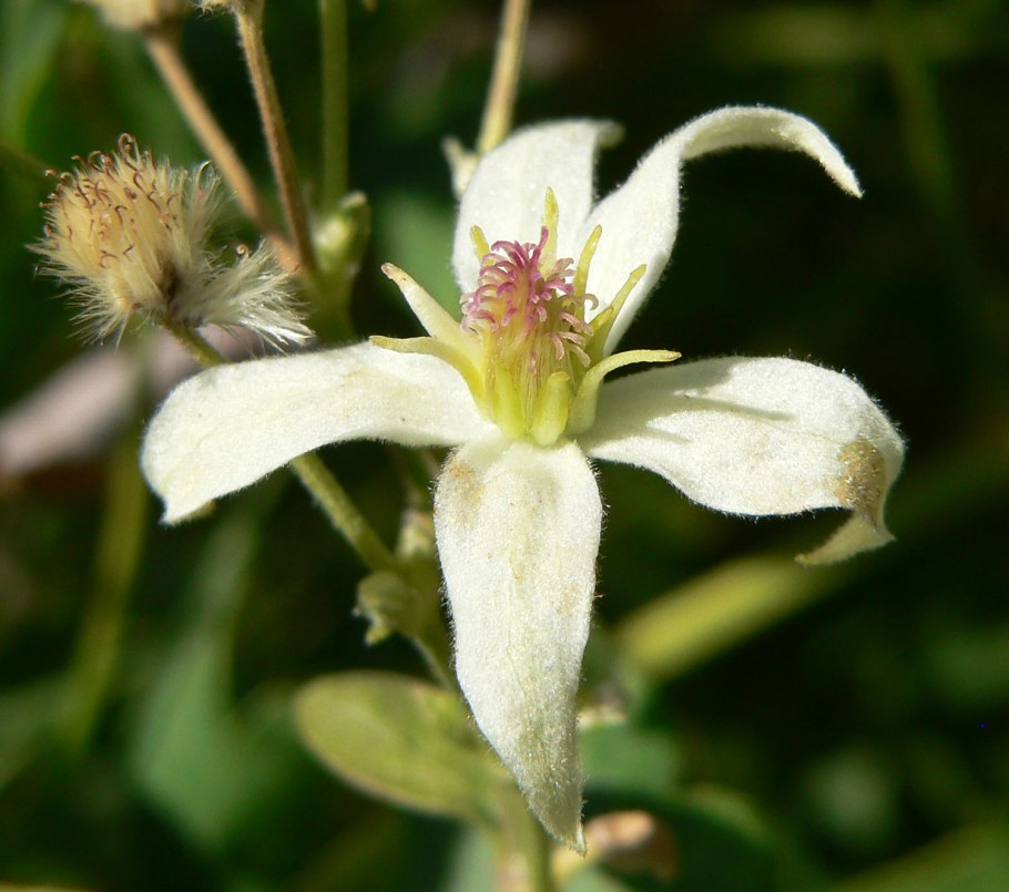 Clematis ligusticifolia