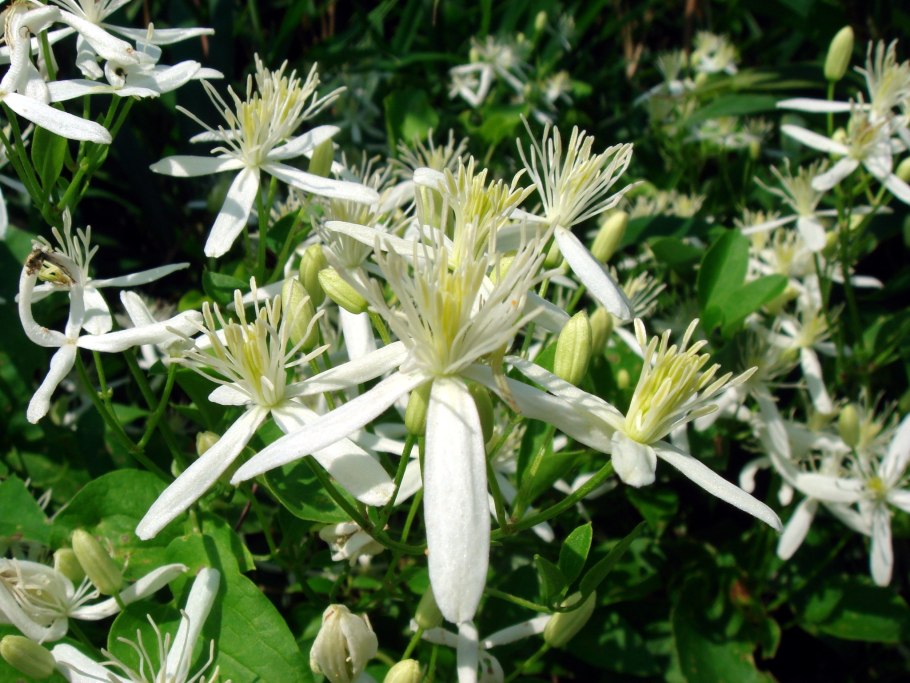 Клематис жгучий мелкоцветковый