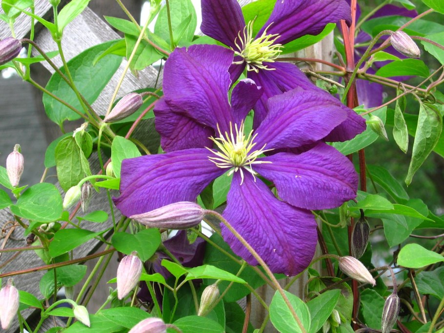 Клематис Жакмана