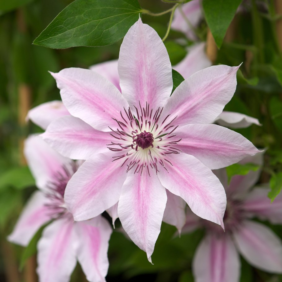 Клематис debutante