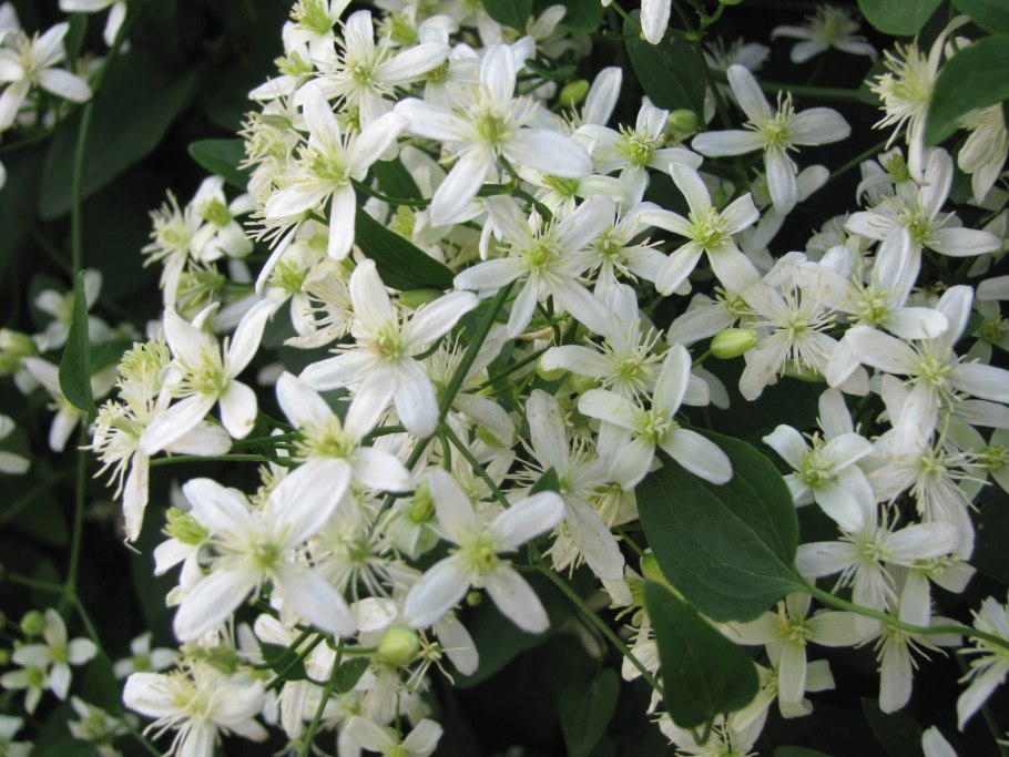 Клематис Ломонос жгучий