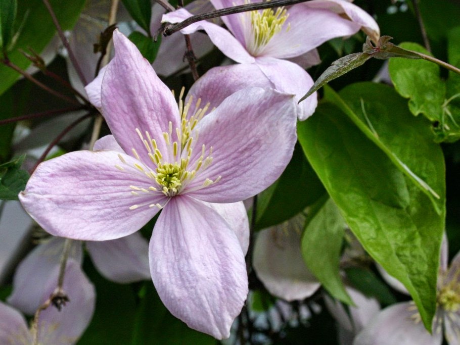 Клематис Рубенс горный