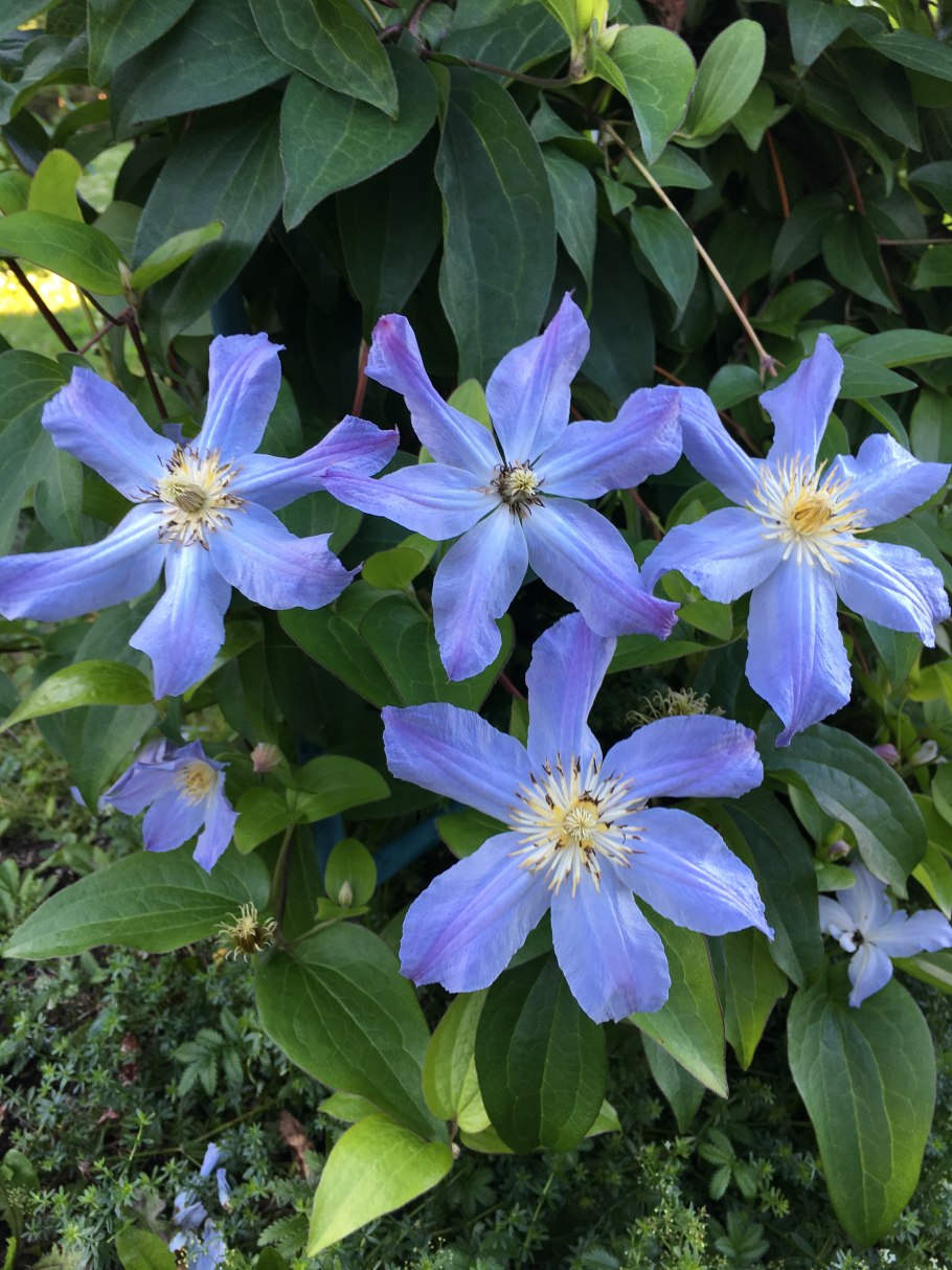 Клематис шерстистый