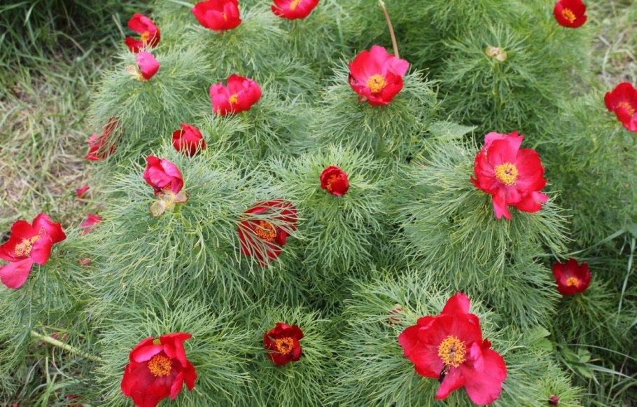 Биарум исключительный