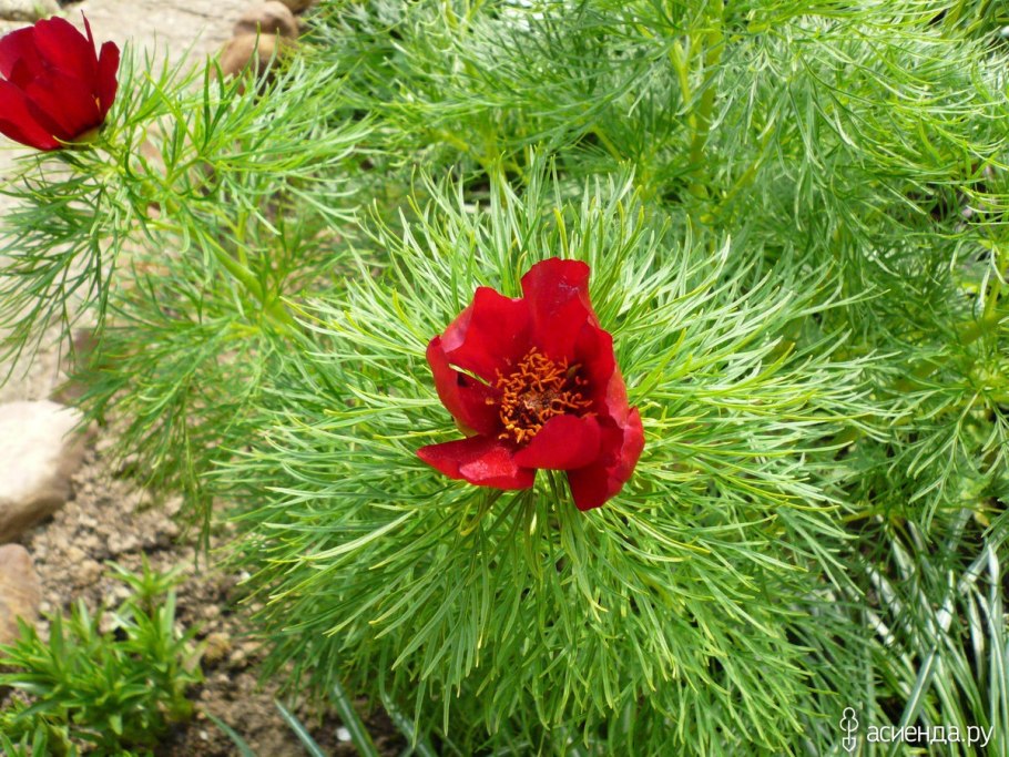 V. tenuifolia Roth – г. тонколистный