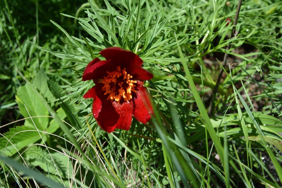 Пион тонколистный воронец