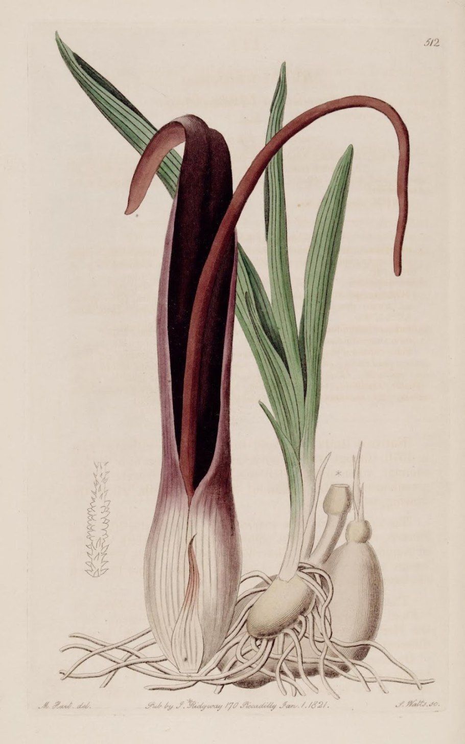 Степной пион купить в Москве