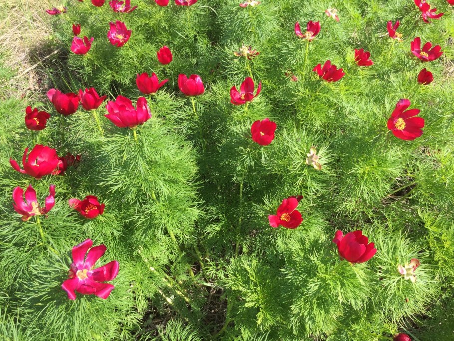 Дикий пион Воронец