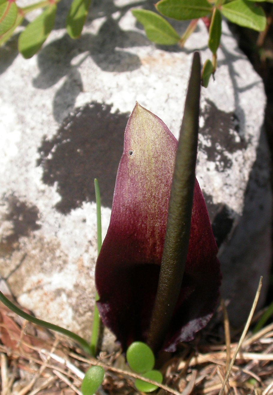 Biarum tenuifolium subsp. Abbreviatum