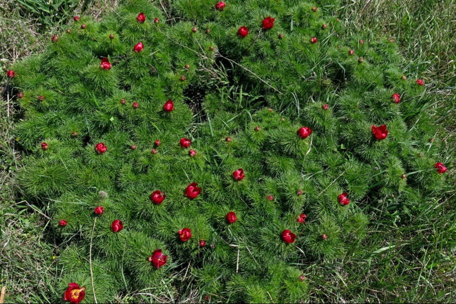 Пион тонколистный Ульяновская