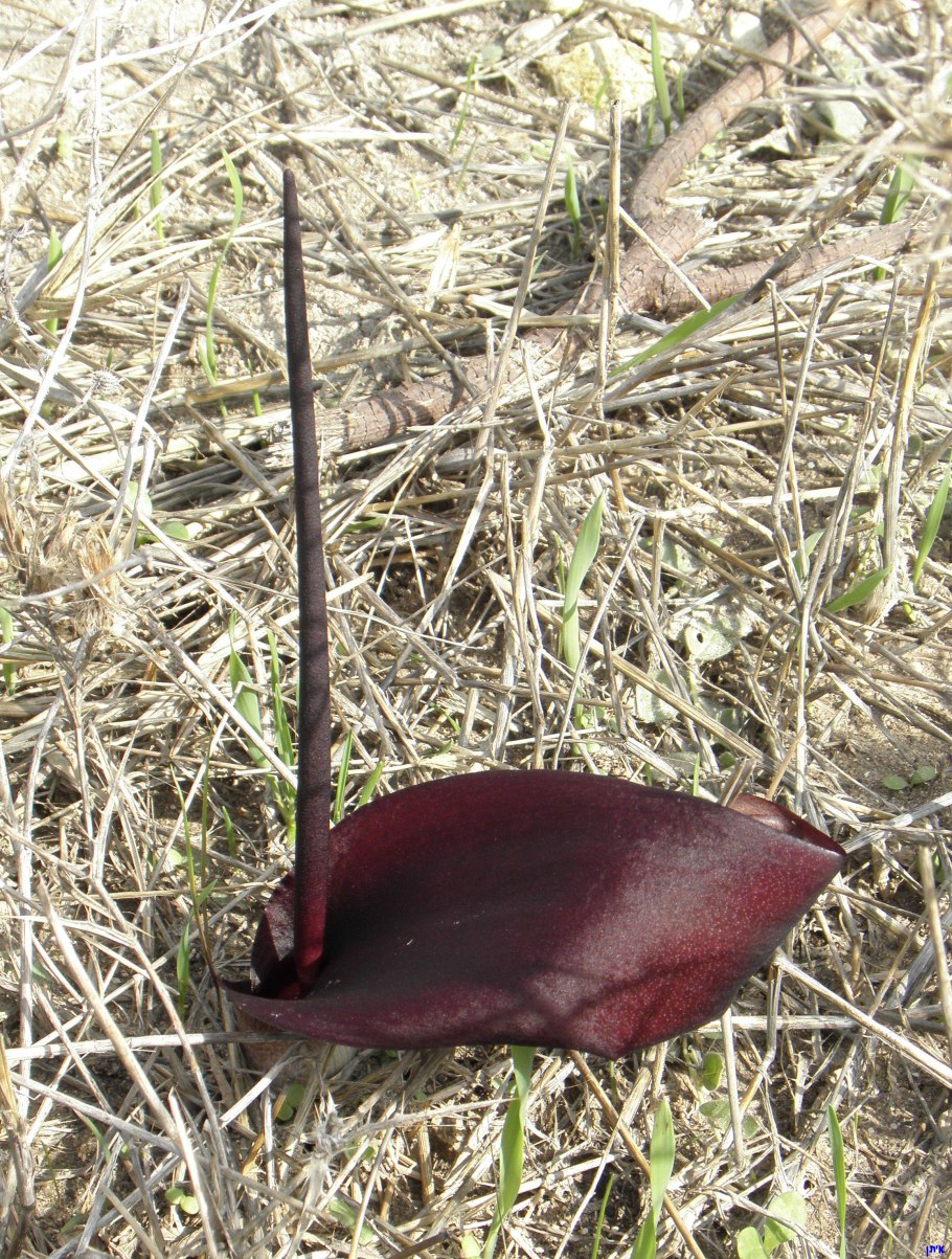 Пион тонколистный луковица луковица