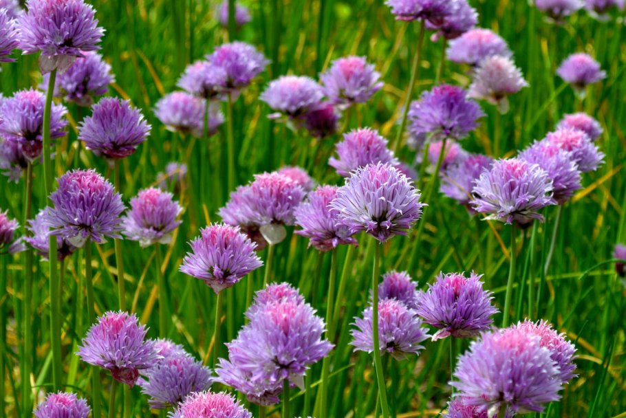 Аллиум перпл Сенсейшн