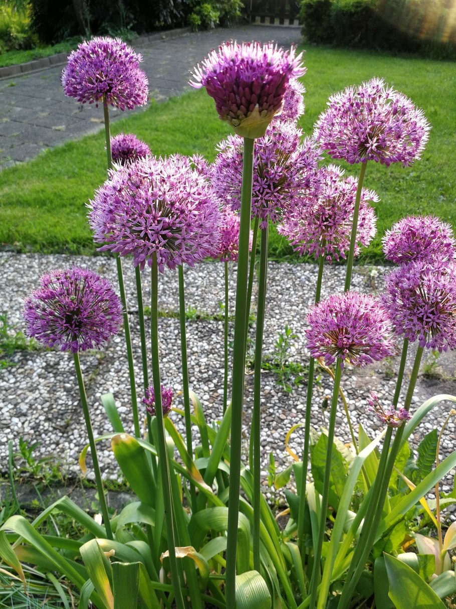 Allium hymenorhizum