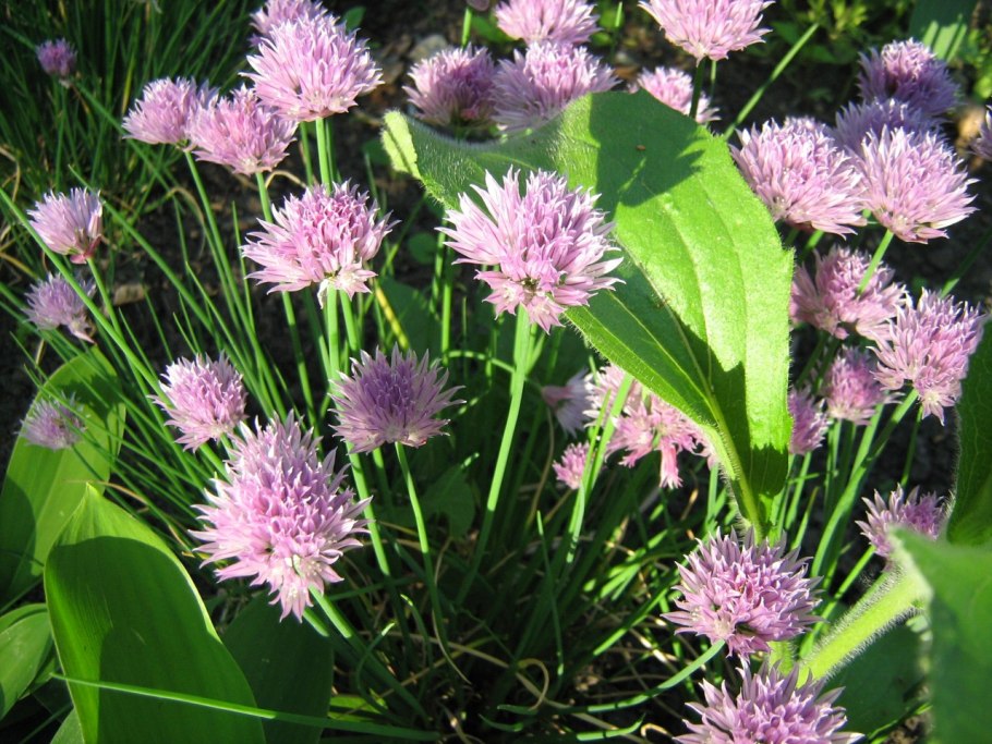 Аллиум красный декоративный лук