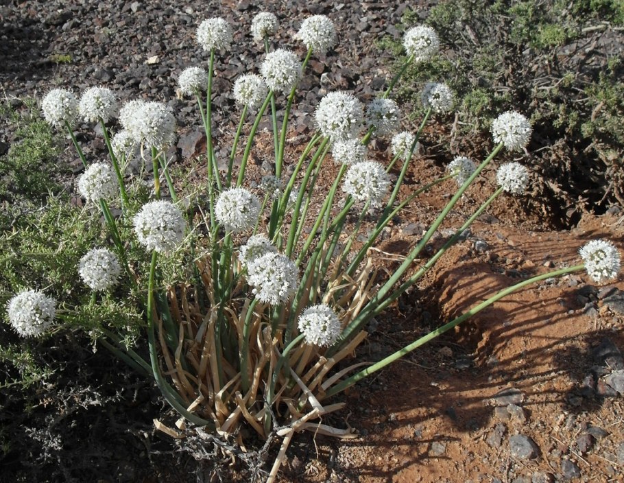 Allium galanthum Kar.et Kir.