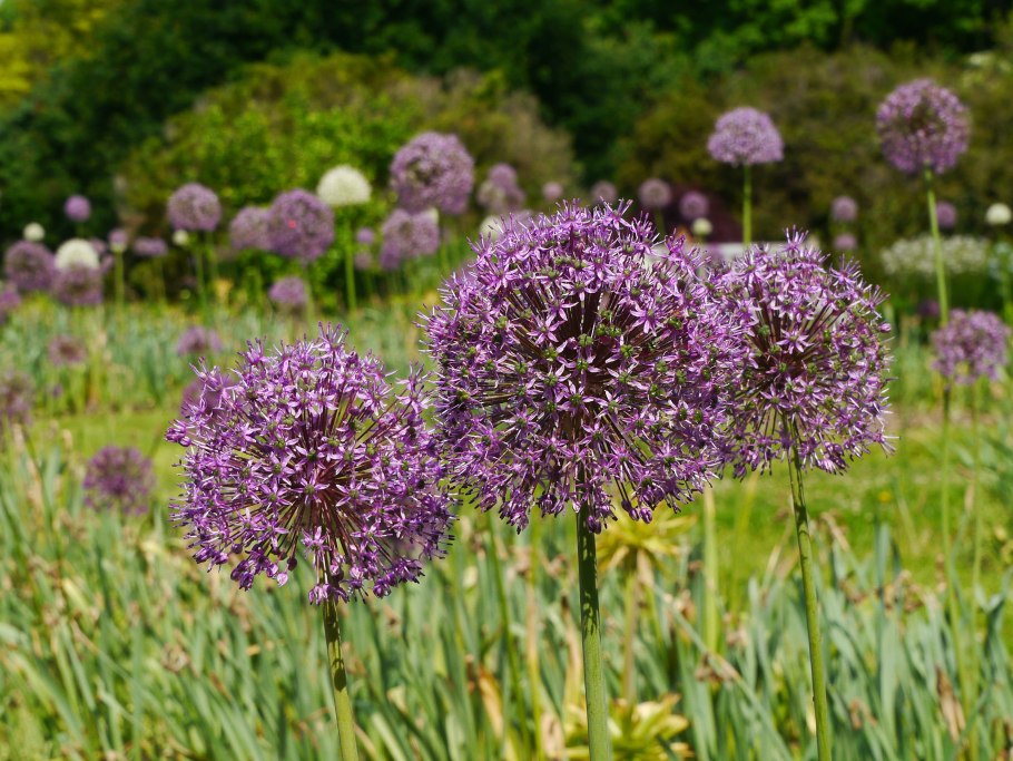 Allium wallichianum