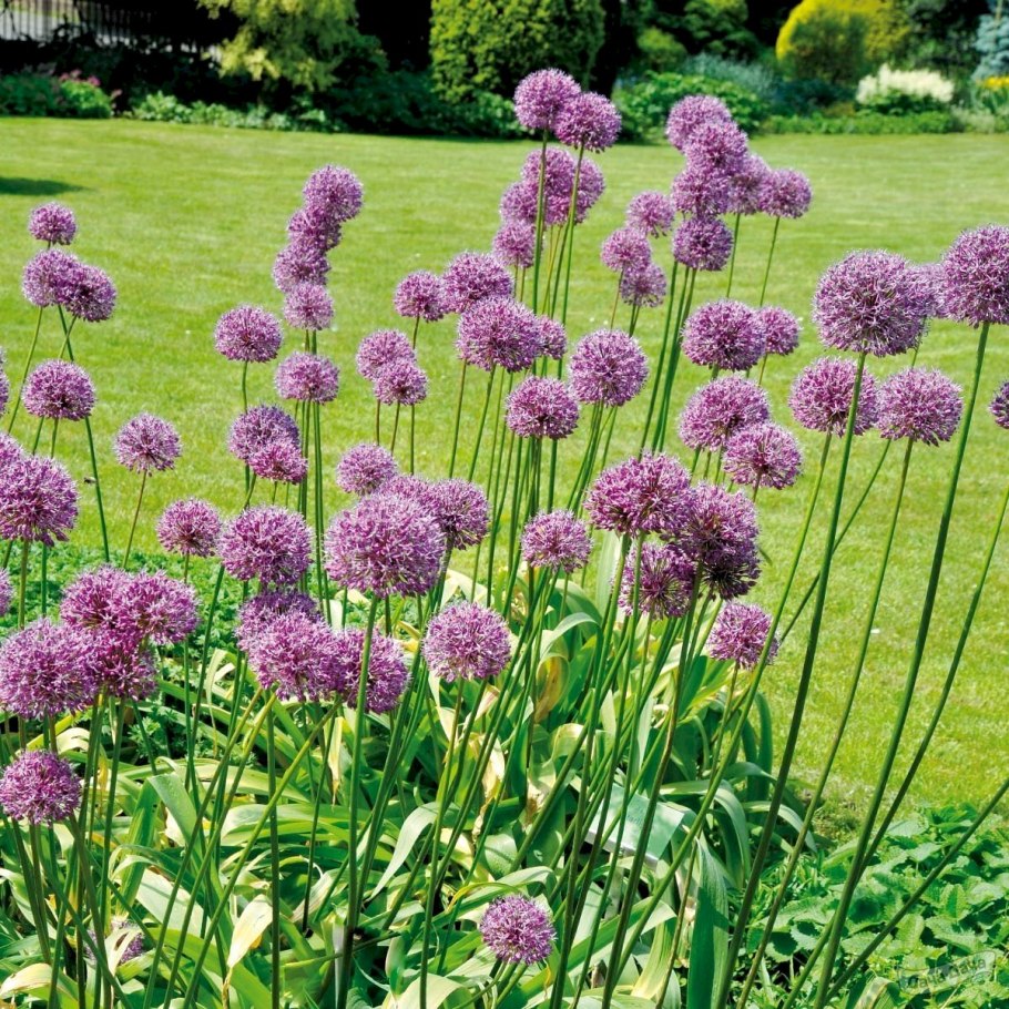 Лук шнитт (Allium schoenoprasum)
