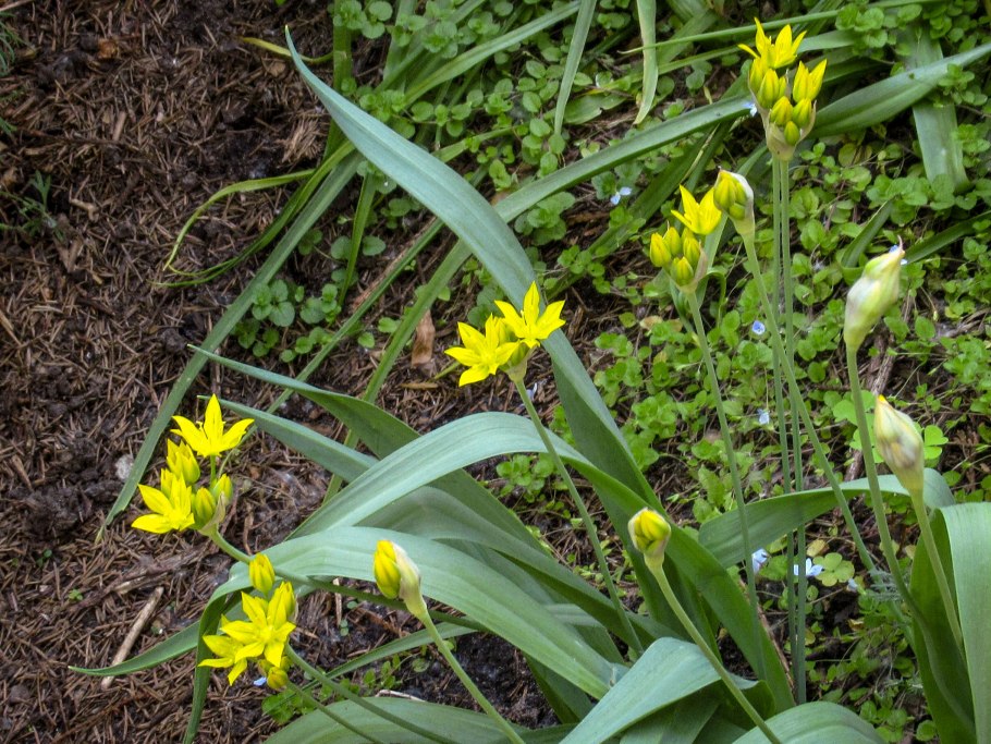 Аллиум Allium Serendipity