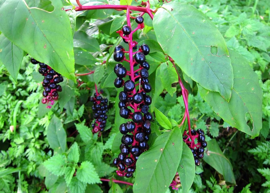 Цветок лаконос ягодный дикий