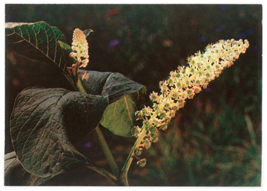 Лаконос американский