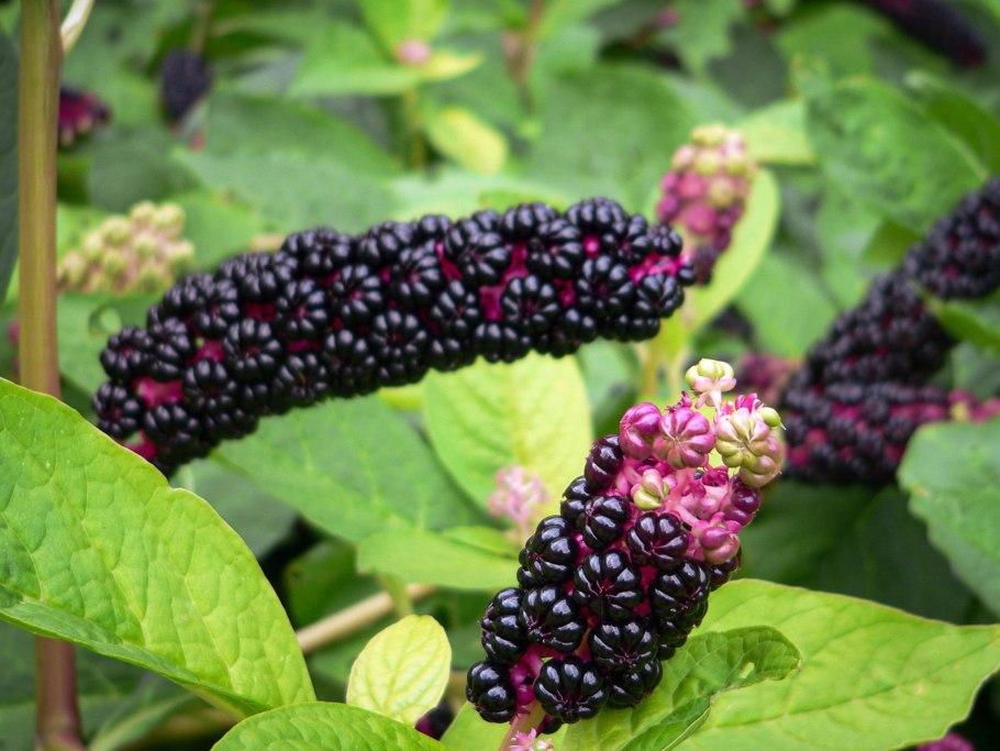 Лаконос американский (Phytolacca Americana)
