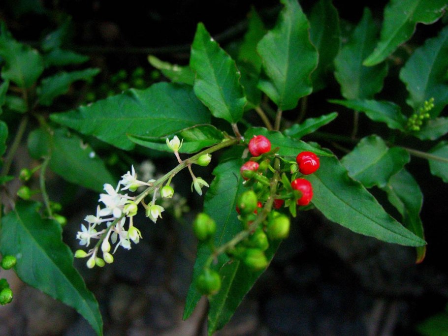 Фитолакка листья