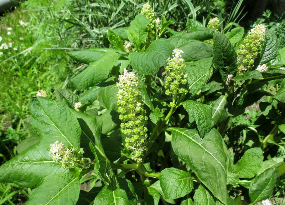 Лаконос костянковый или фитолакка костянковая - Phytolacca acinosa