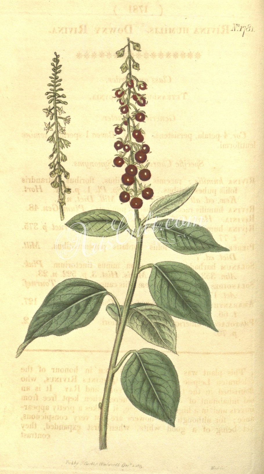 Лаконос двудомный