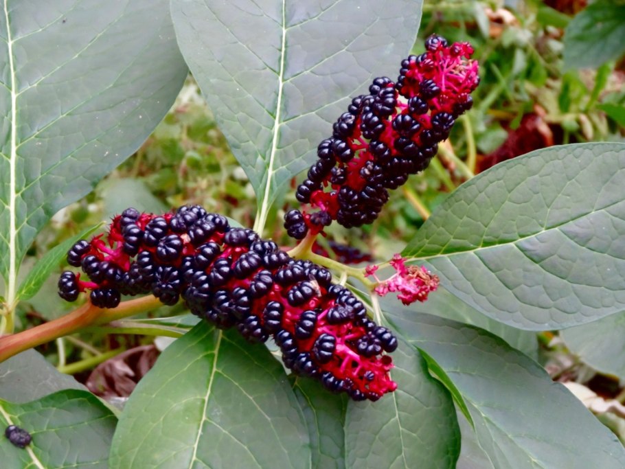 Phytolacca acinosa