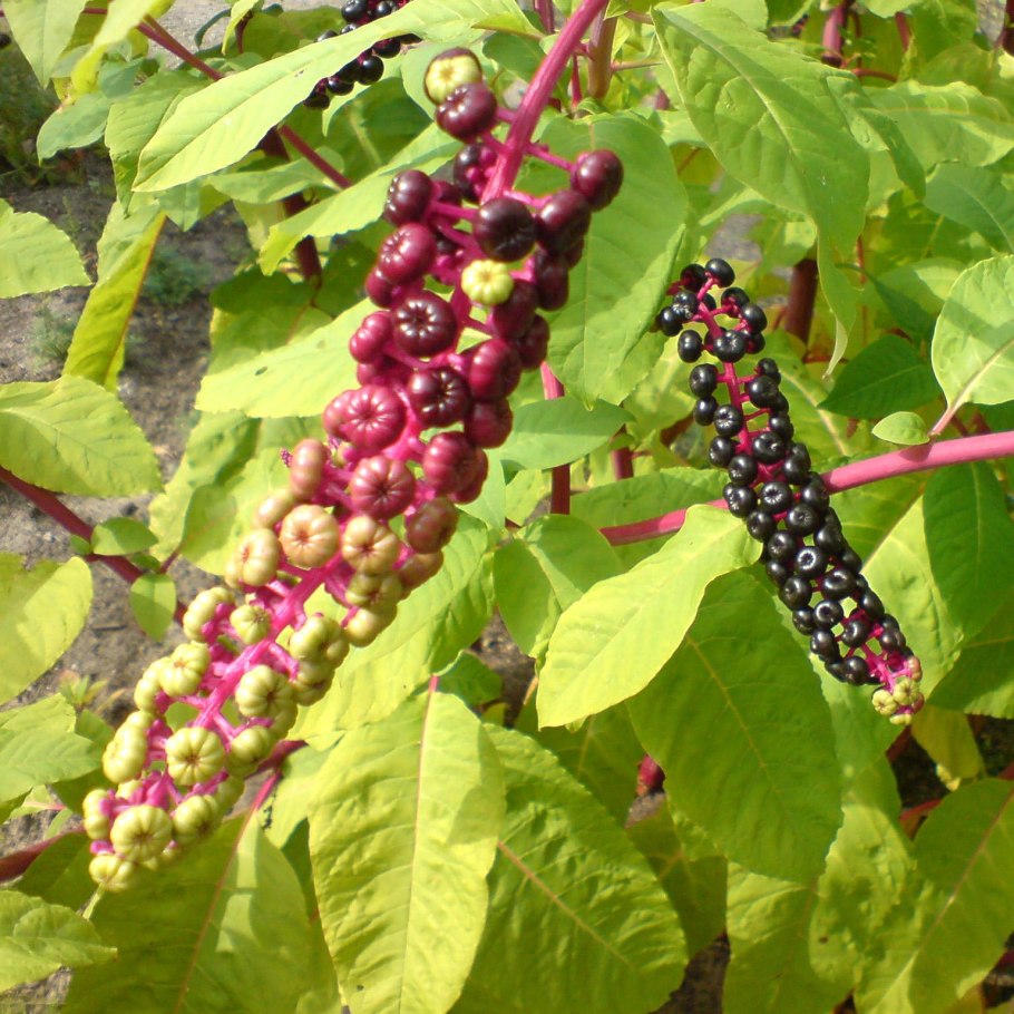 Лаконос американский