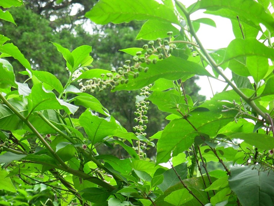 Лаконос корень