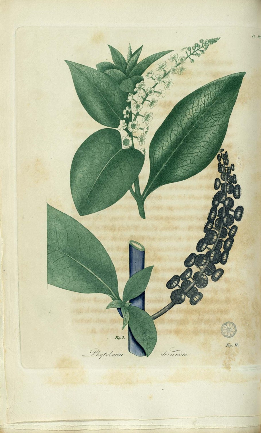 Лаконос американский