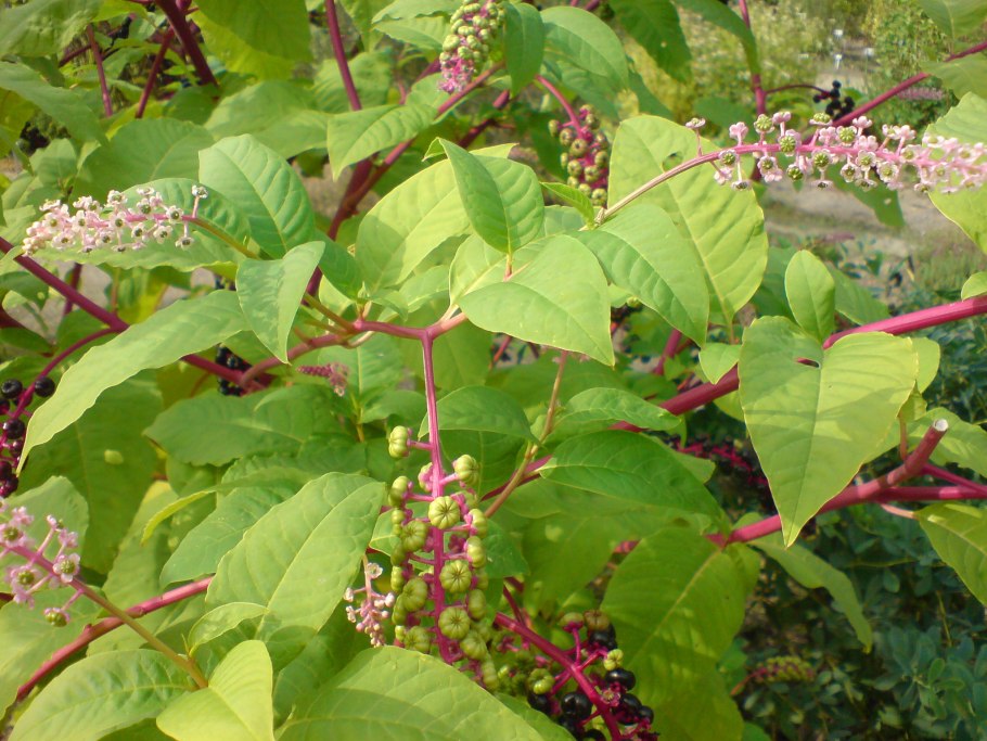 Milkweed растение