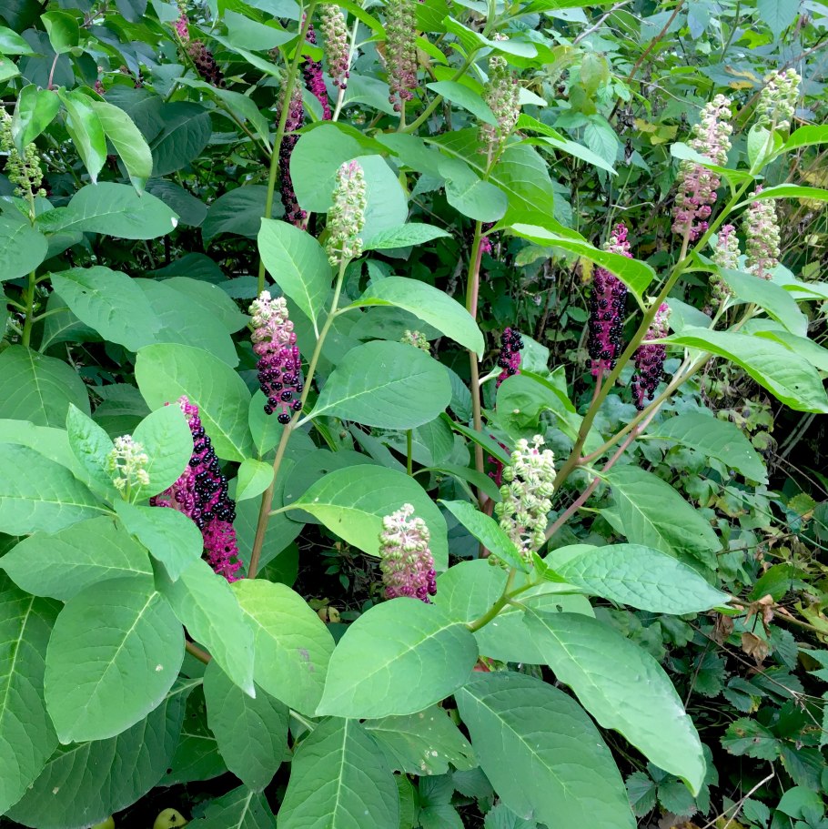 Ягода лаконос