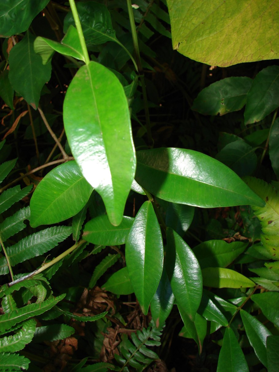 Копсия фрутикоза