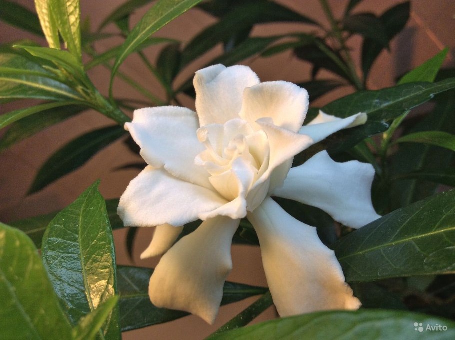 Майот фото с девушкой